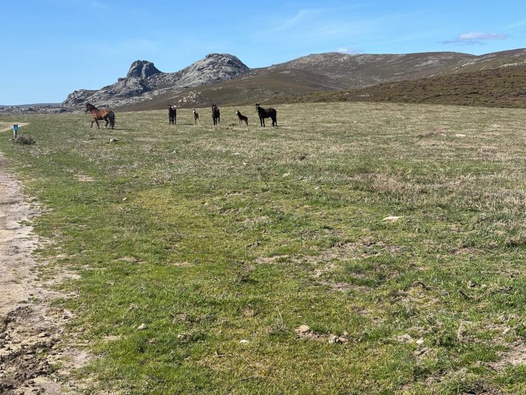 Entrimo50km-2025-IMG-20250427-WA0053