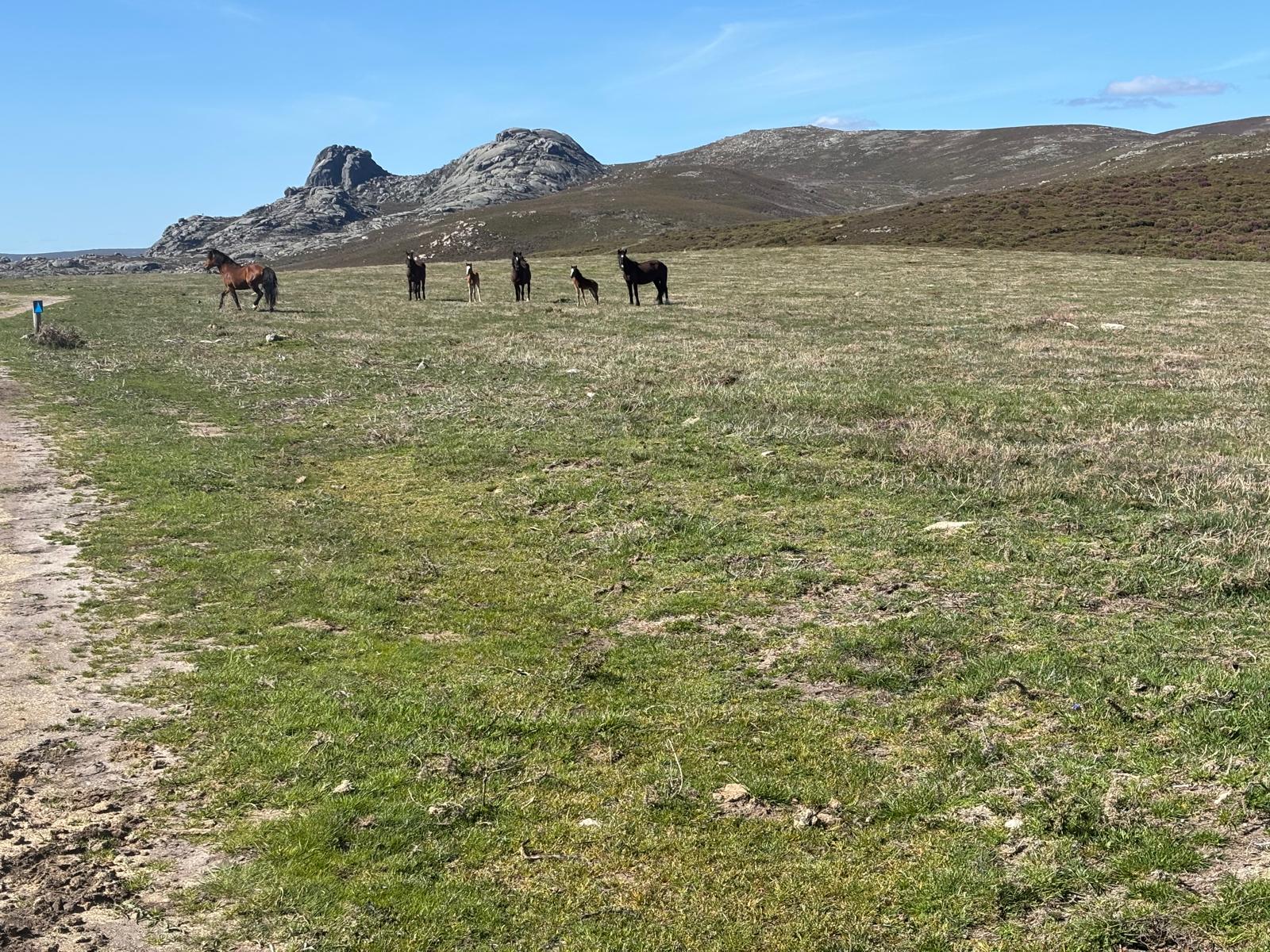 Entrimo50km-2025-IMG-20250427-WA0053